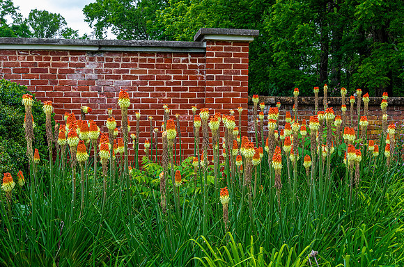 Red Hot Poker Flowers Against Brick Wall