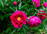 Vibrant Peonies in Bloom