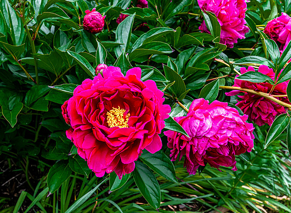 Vibrant Peonies in Bloom