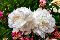 White Peonies in Spring
