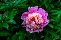 Vibrant Peony Flower