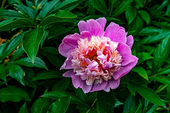 Vibrant Peony Flower