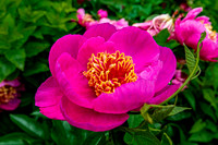 Vibrant Pink Peony Blossom