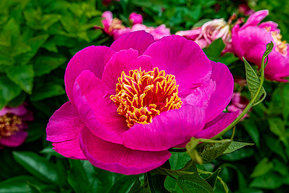 Vibrant Pink Peony Blossom