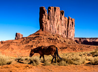 Wild Horse in Monument Valley