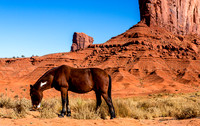 Horse Grazing in Monument Valley Desert