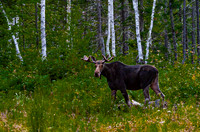 Moose in Forest Clearing