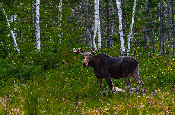 Moose in Forest Clearing