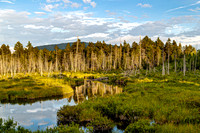 Wetland Landscape with Pine Trees and River
