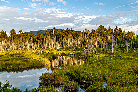 Wetland Landscape with Pine Trees and River