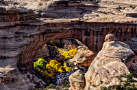 Owachomo Bridge at Natural Bridges National Monument