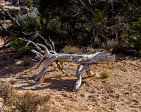 Weathered Tree Branches in Arid Desert Landscape