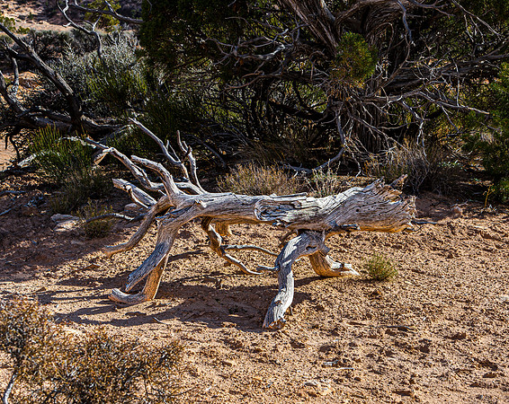 Weathered Tree Branches in Arid Desert Landscape