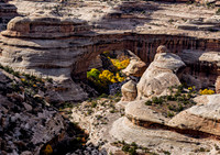 Owachomo Bridge in Natural Bridges National Monument