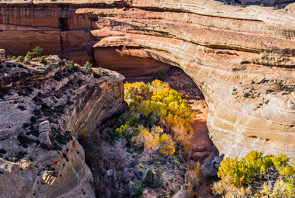 Sipapu Bridge Natural Arch in Autumn