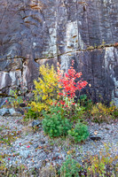 Autumn Foliage Against Rocky Cliff