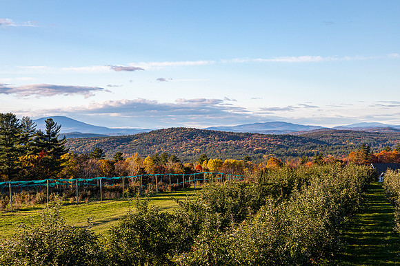 Autumn Orchard in New Hampshire