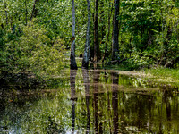 Swamp Reflection