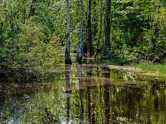 Swamp Reflection