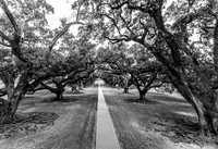 Oak Alley