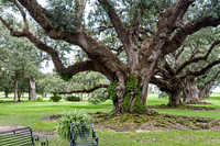 Ancient Live Oak Trees Landscape