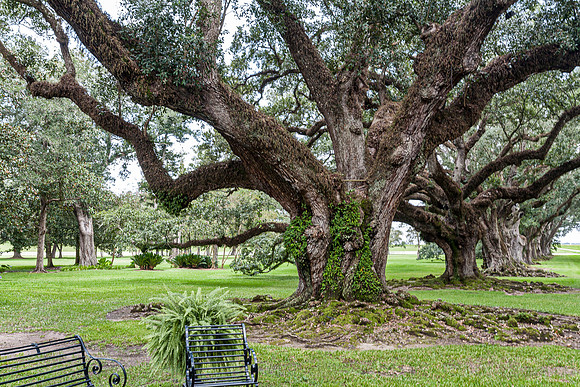 Ancient Live Oak Trees Landscape