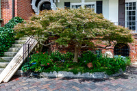 Japanese Maple Tree in Front of Brick House