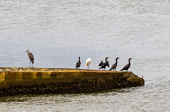 Birds on Concrete Barrier