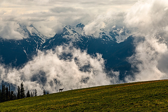 Deer on Hillside with Mountains and Clouds