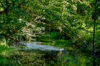 Stream in Lush Green Forest