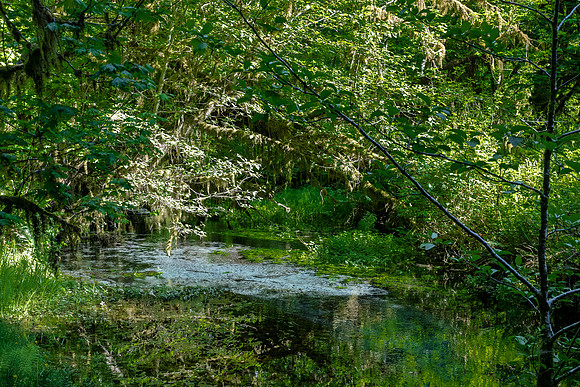 Stream in Lush Green Forest