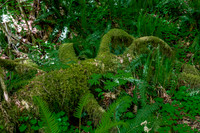 Moss-Covered Fallen Tree in Hoh Rain Forest