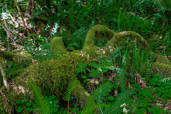 Moss-Covered Fallen Tree in Hoh Rain Forest