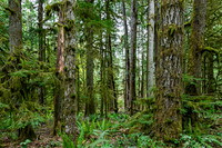 Hoh Rain Forest Mossy Trees
