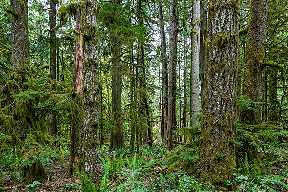 Hoh Rain Forest Mossy Trees