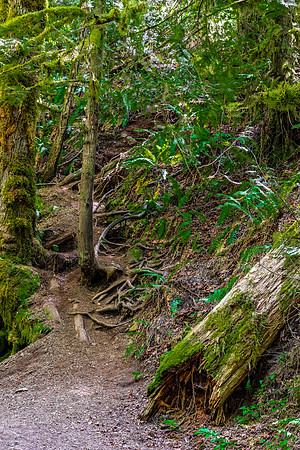 Mossy Forest Trail in Hoh Rain Forest