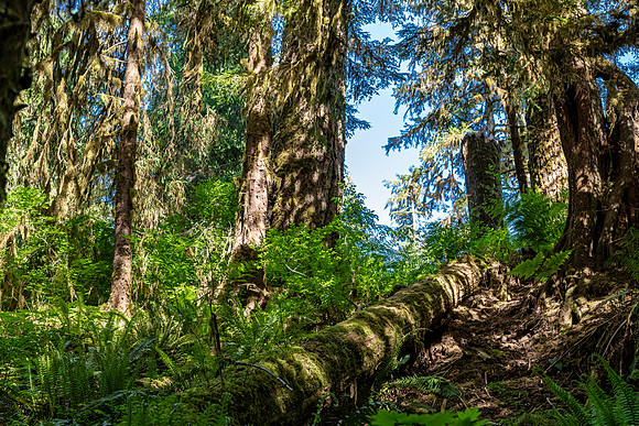 Mossy Fallen Tree in Hoh Rain Forest