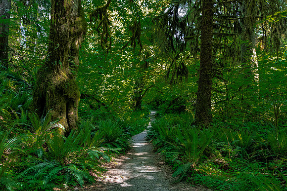 Path Through Lush Hoh Rain Forest