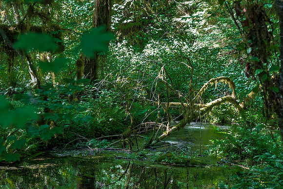Fallen Tree Branch Over Stream in Hoh Rain Forest