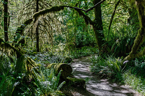 Sunlit Path in Temperate Rainforest