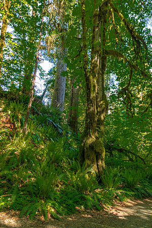 Hoh Rain Forest Canopy and Ferns