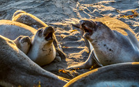 Northern Elephant Seals on Beach
