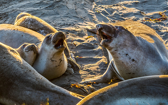 Northern Elephant Seals on Beach