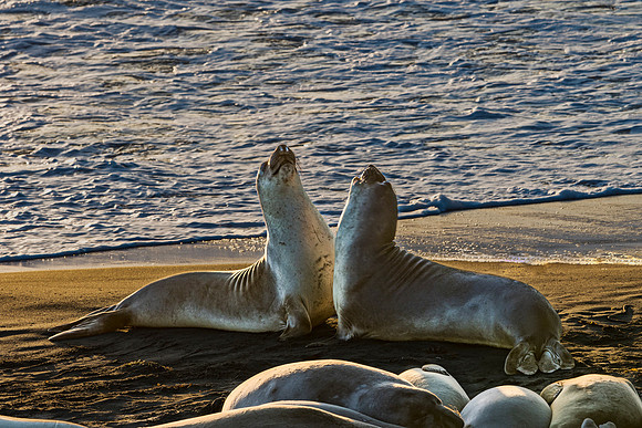 Northern Elephant Seals on Beach