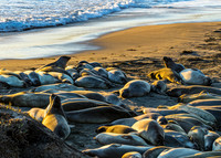 Northern Elephant Seals on Beach