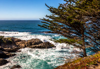 Cypress Tree Overlooking Monterey Coastline