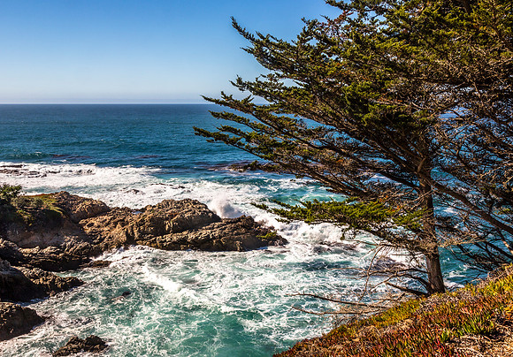 Cypress Tree Overlooking Monterey Coastline
