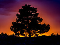 Tree Silhouette Against Colorful Sky
