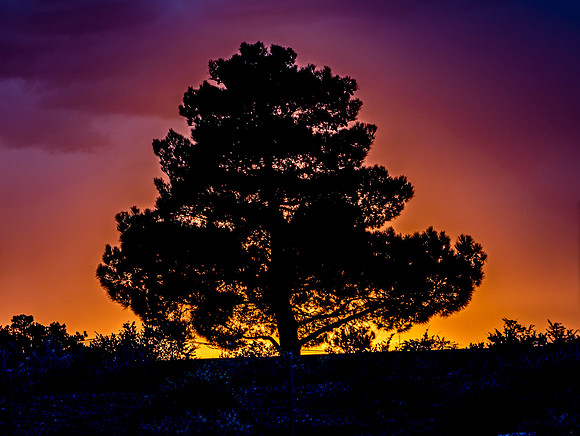 Tree Silhouette Against Colorful Sky