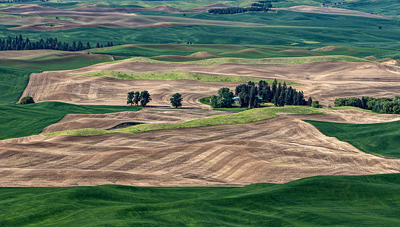 Rolling Hills of the Palouse